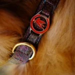 Dog Collar 50 CM - Image 2