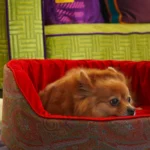 Fausse Large Dog Bed